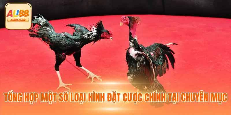 Tổng hợp một số loại hình đặt cược chính tại chuyên mục